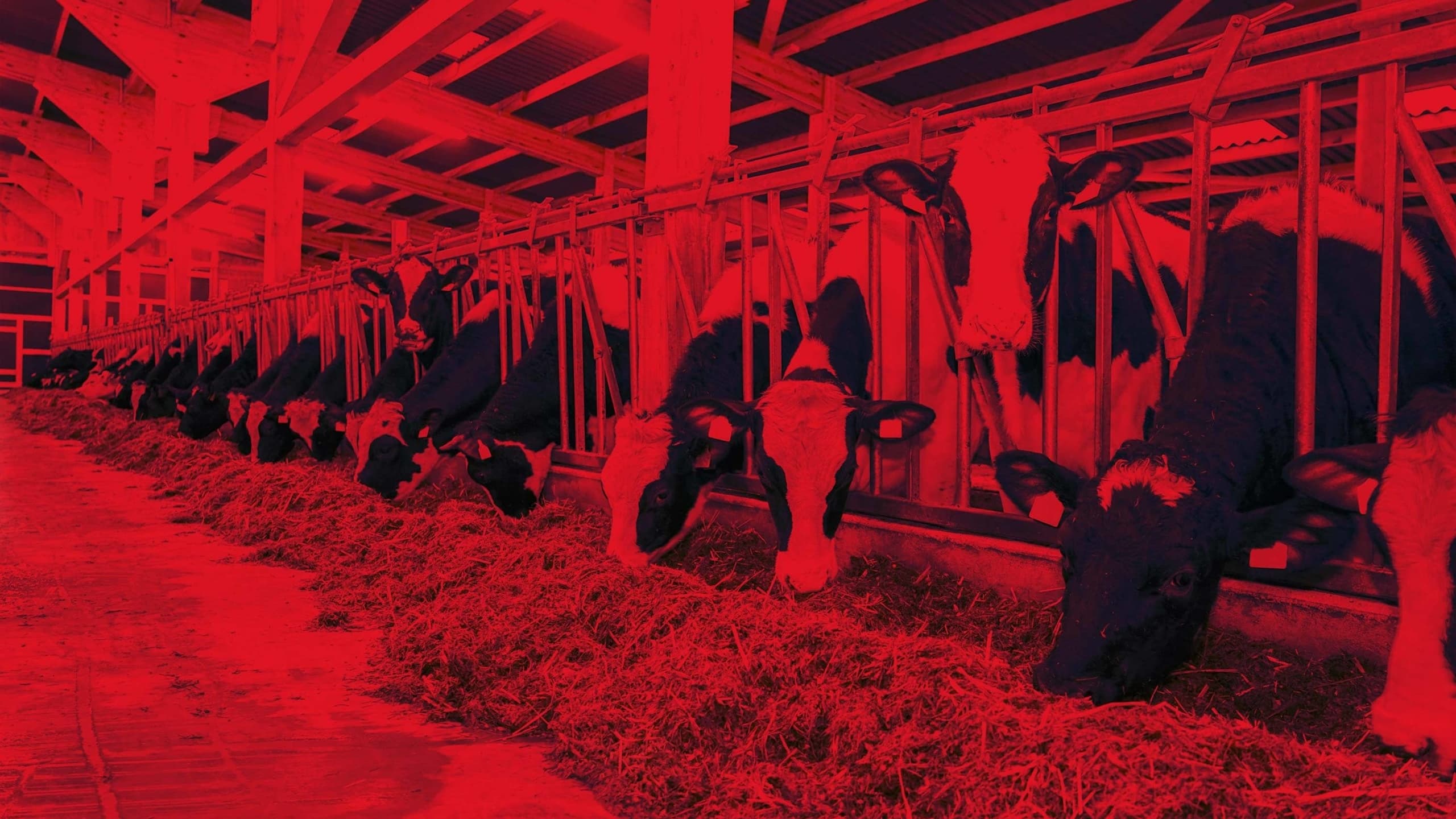 Oświetlenie LED dla hodowli zwierząt i rolnictwa